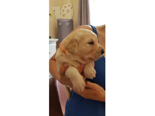 Όμορφα Golden Retriever κουτάβια
